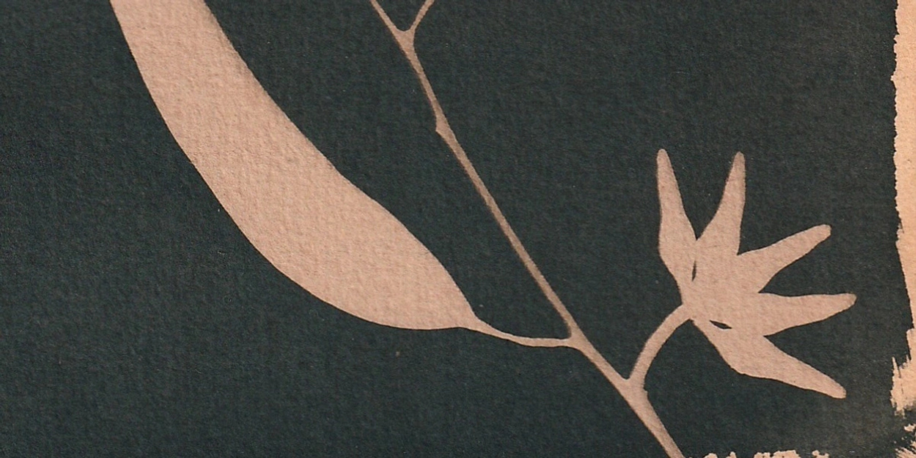  Norton Fredericks, eucalyptus tereticornis, red irongum (detail) 2025. Cyanotype toned with plant tannins, 300gsm paper. Courtesy of the artist.